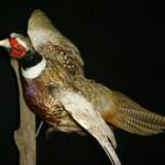 Pheasant
