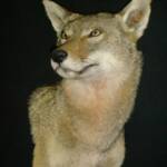 Coyote