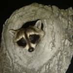 Raccoon