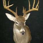 Whitetail